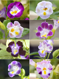 写真:CHS antisense (1)