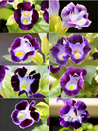 写真:CHS antisense (2)