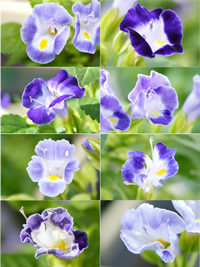 写真:DFR antisense