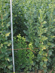 わい化病発病個体と健全個体