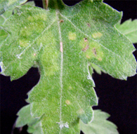 CSVdに感染したミスルトーの葉