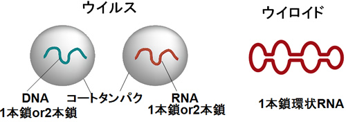 ウィルスとウイロイド