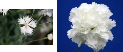 第1図:カーネーションの野生種(左)と現代品種(右)の花