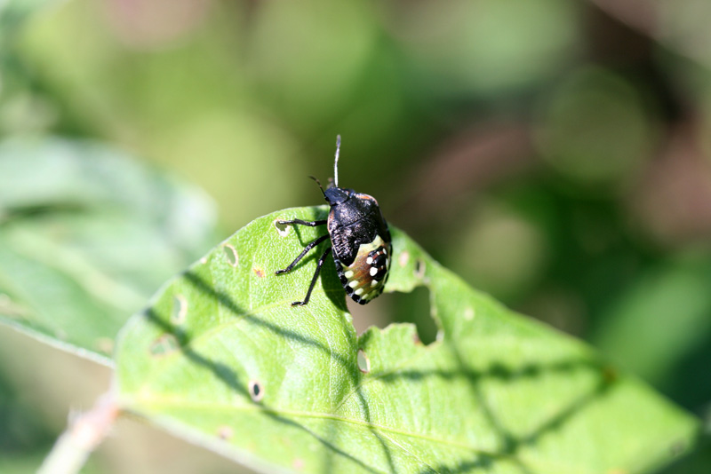 アオクサカメムシの写真1