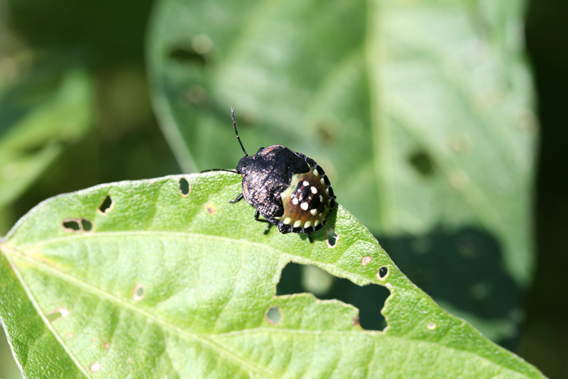 アオクサカメムシの写真2