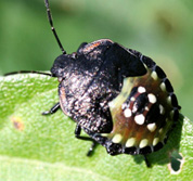 アオクサカメムシの幼虫2
