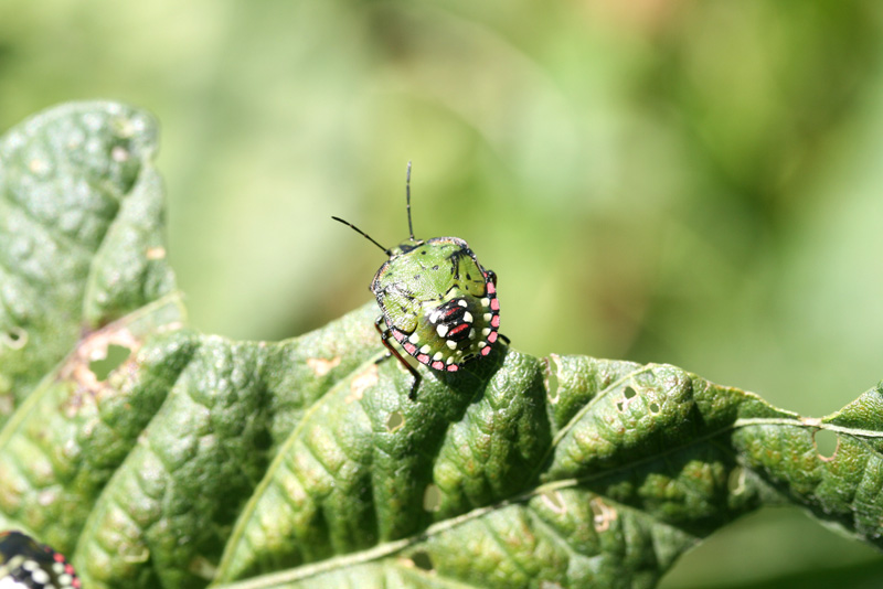 アオクサカメムシの写真3
