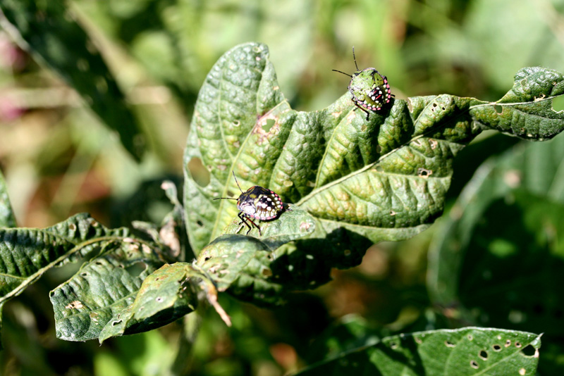 アオクサカメムシの写真4