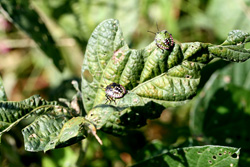 アオクサカメムシ