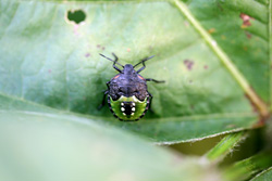 アオクサカメムシの写真5