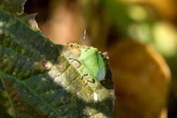 アオクサカメムシの写真