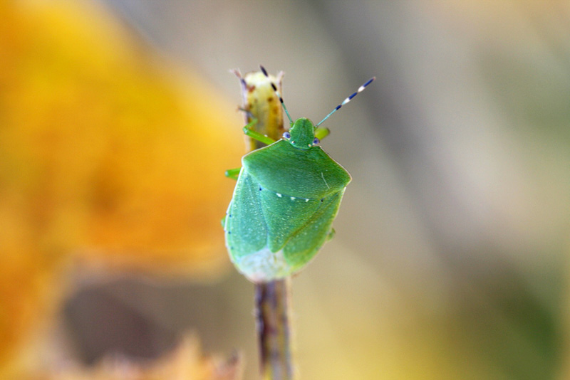 アオクサカメムシの写真7