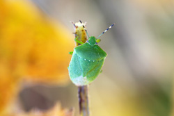 アオクサカメムシの写真7