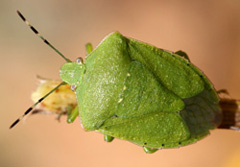 アオクサカメムシ