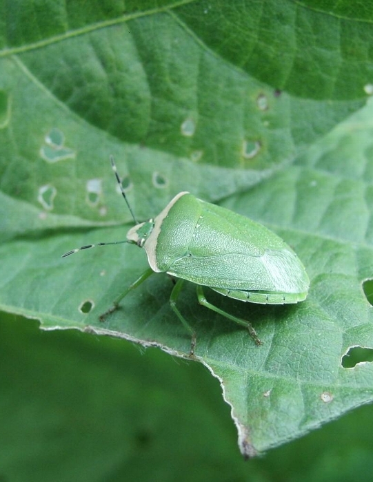 アオクサカメムシ形態9