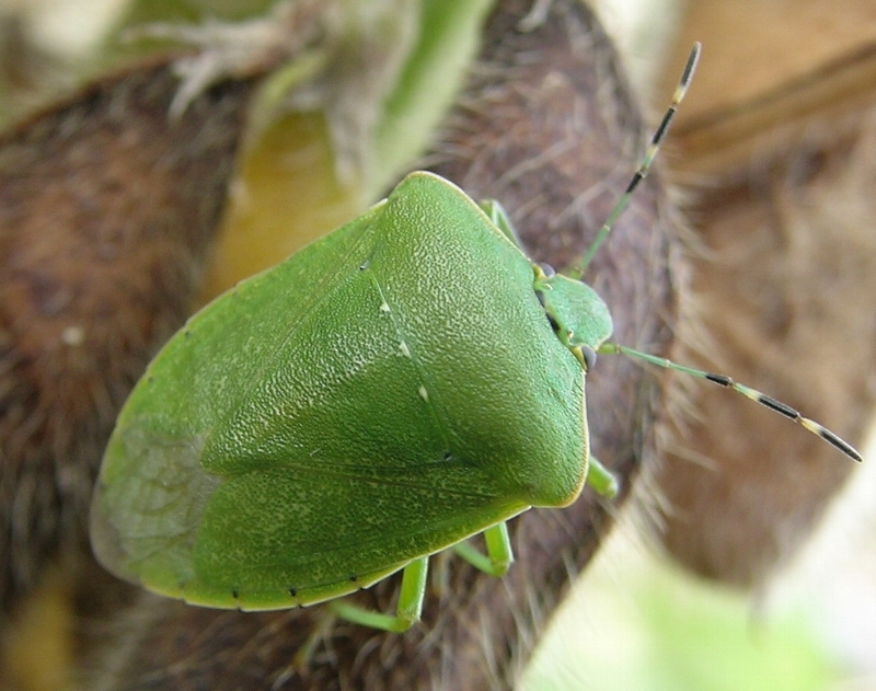 アオクサカメムシの形態11