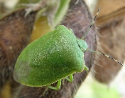 アオクサカメムシの形態11