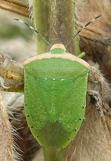 アオクサカメムシの形態12