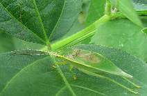 アオマツムシ形態1