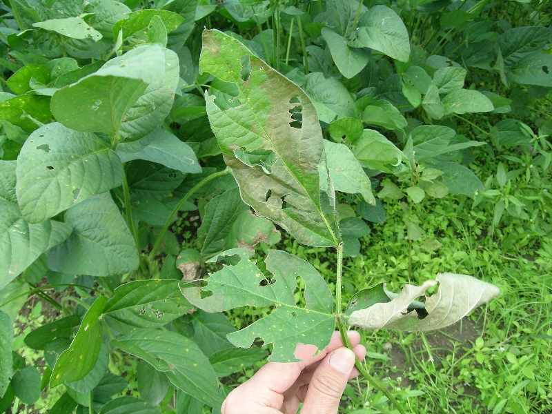 アズキノメイガ被害1