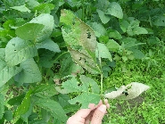 アズキノメイガ被害1