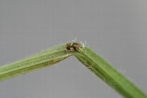 アズキノメイガ被害2