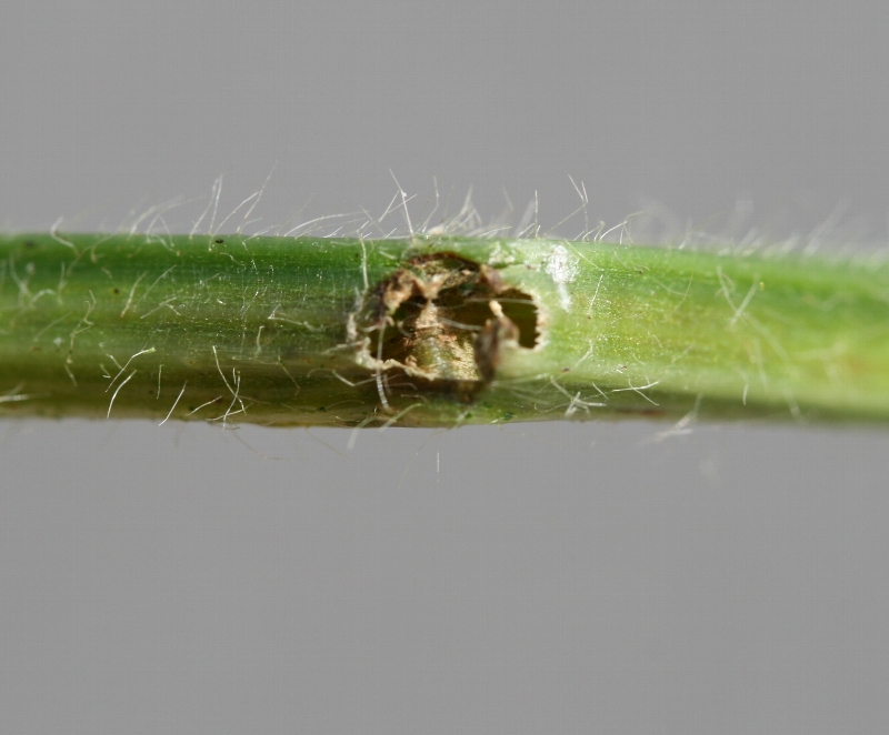 アズキノメイガ被害3