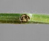 アズキノメイガ被害3