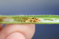 アズキノメイガ被害4