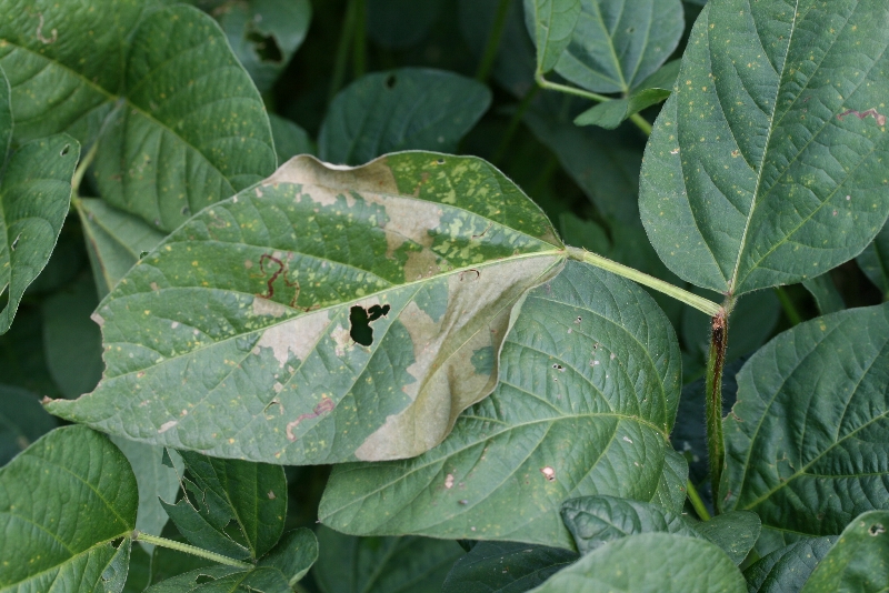 アズキノメイガ被害5