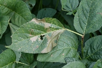 アズキノメイガ被害5