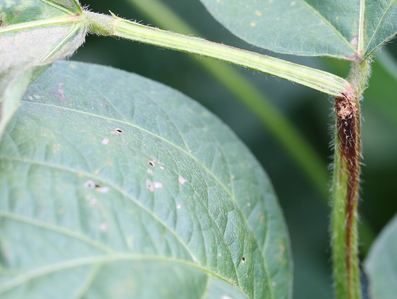 アズキノメイガ被害6