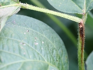 アズキノメイガ被害6