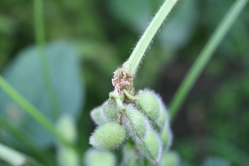 アズキノメイガ被害7