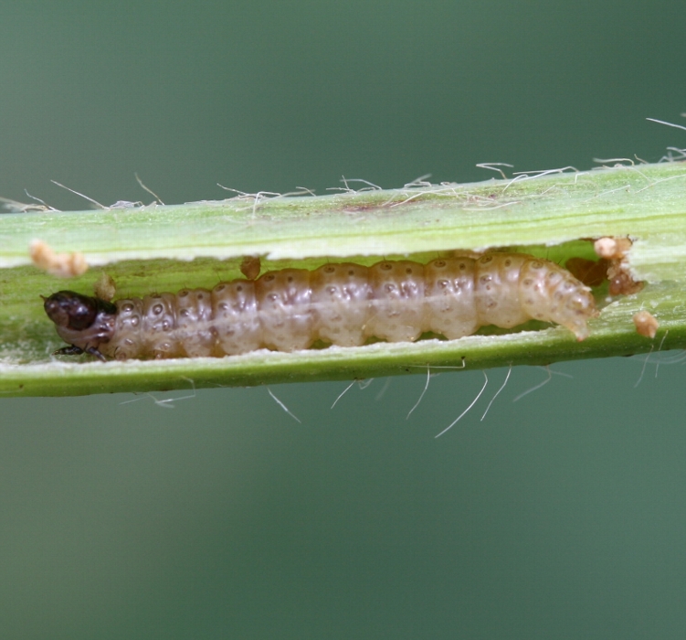 アズキノメイガ形態1