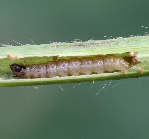 アズキノメイガ形態1