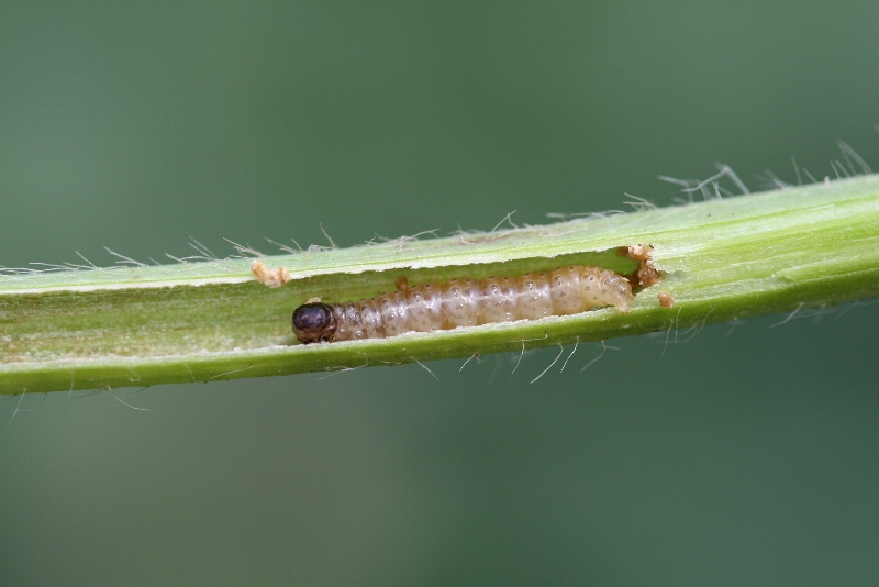 アズキノメイガ形態2