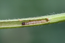 アズキノメイガ形態2