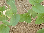 除草剤ベンタゾンの薬害1