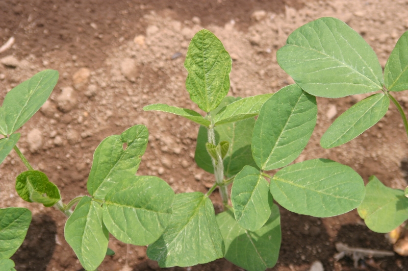 除草剤ベンタゾンの薬害2