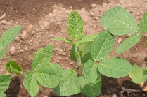 除草剤ベンタゾンの薬害2