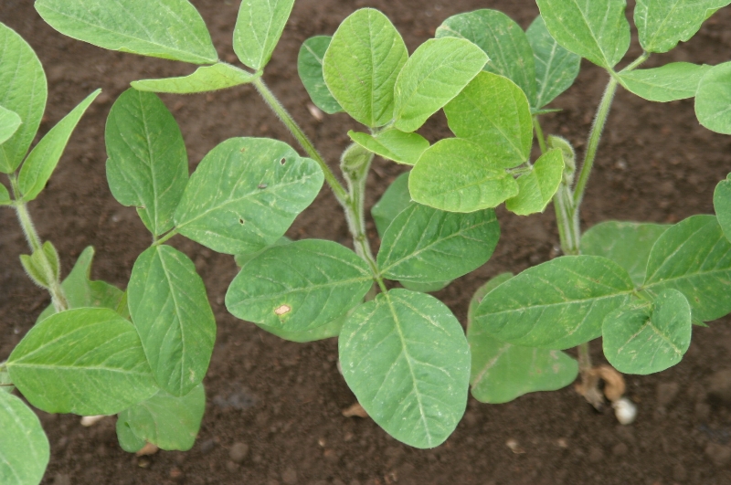 除草剤ベンタゾンの薬害3