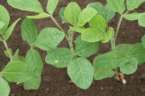 除草剤ベンタゾンの薬害3