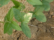 除草剤ベンタゾンの薬害4