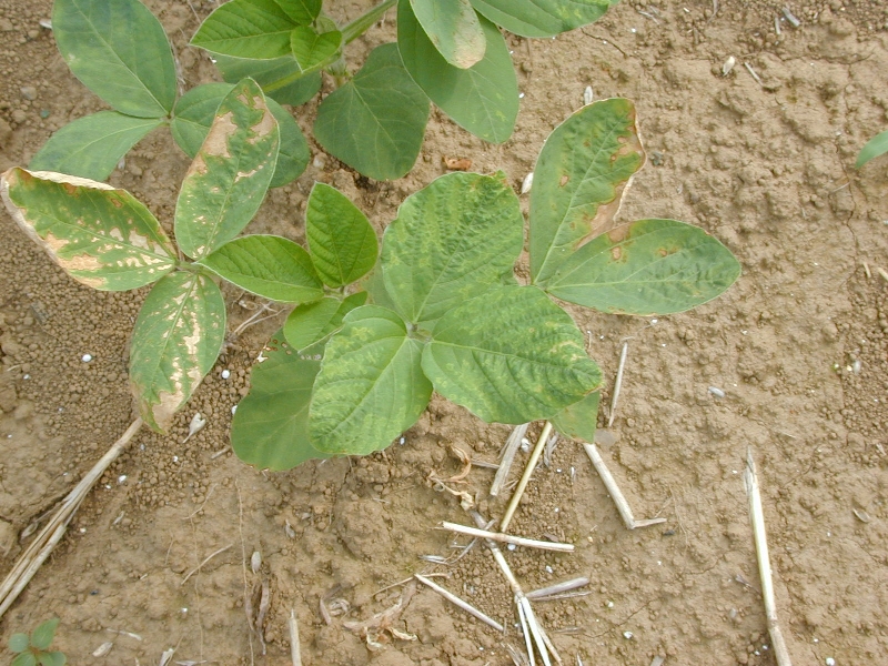 除草剤ベンタゾンの薬害5