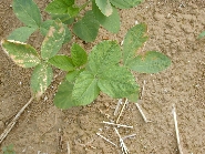 除草剤ベンタゾンの薬害5