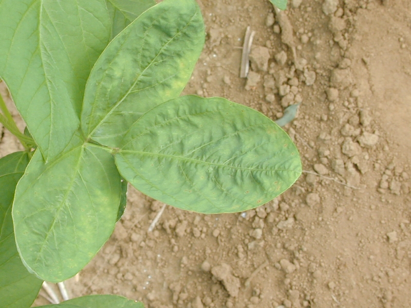 除草剤ベンタゾンの薬害6