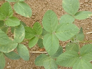 除草剤ベンタゾンの薬害7