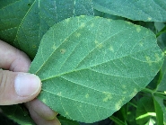 べと病の病徴10