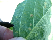 べと病の病徴11